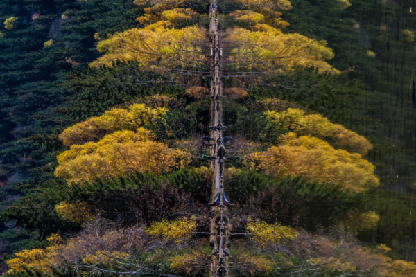 Sf Ana Tree